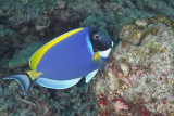 Powder Blue Surgeonfish