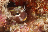 Blenny