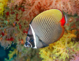 Red-Tailed Butterflyfish