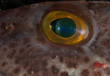 Lingcods Eye