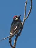 Acorn Woodpecker