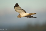 Northern Harrier, Male