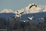 Snow Geese and Cascades