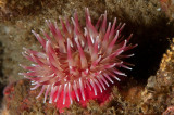 Fish Eating Anemone