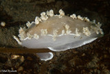 Diamondback Nudibranch