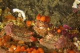 Decorator Crab