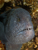 Wolf Eel