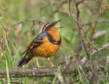 Varied Thrush