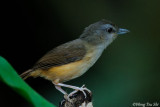 <i>(Turdinus sepiarius)</i><br />Horsfields Wren Babbler