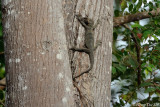 (Varanus rudicollis) Tree Monitor
