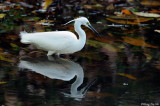 <i>(Egretta garzetta)</i> <br /> Little Egret