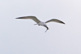 Gull-billed-Tern-and-prey.jpg