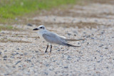 Gull-billed-Tern-5303.jpg