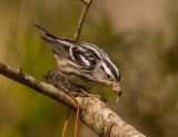 Black and White Warbler2245.jpg
