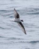 Fork-tailed-Storm-Petrel-1web.jpg