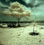 IR Photography 1