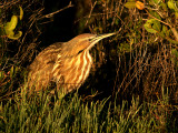 Hunting at first light