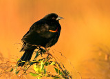 In dawns golden glow