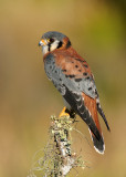 Nature Coast Birding and Wildlife Festival Poster, 2013