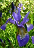 Iris siberica