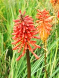 A late flowering red hot poker,