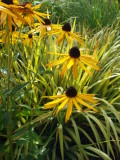 Rudbekia goldsturm