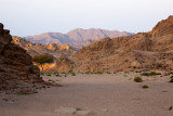 Tree in the desert, Sinai Egypt