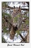 Great Horned Owl