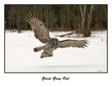 Great Gray Owl