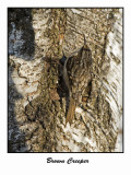 Brown Creeper