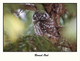 Boreal Owl