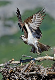 DSC_990208a.jpg