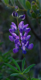 DSC_1407a.jpg