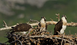 DSC_1623a.jpg