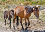 DSC_2620a.jpg