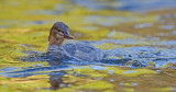 DSC_9121a.jpg
