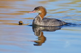 DSC_9420a.jpg