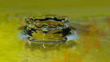 DSC_9551b.jpg
