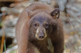 DSC_0065a.jpg