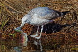 DSC_1113ab.jpg