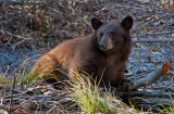 DSC_1377a.jpg