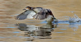 DSC_1872a.jpg