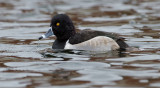 DSC_2070a.jpg