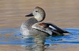 DSC_2713a.jpg