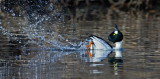 DSC_3230a.jpg