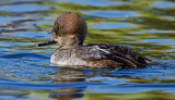 DSC_3601a.jpg