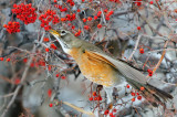 DSC_3709a.jpg