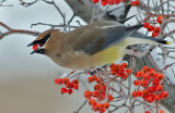 DSC_4180aC.jpg