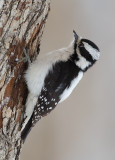 DSC_4339a.jpg