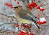 DSC_4795a.jpg